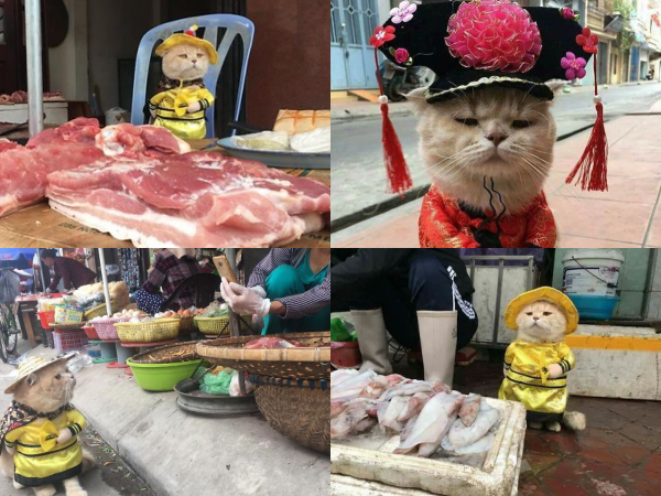 Chú mèo nổi tiếng khắp chợ Hải Phòng xuất hiện trên nhiều trang tin quốc tế
