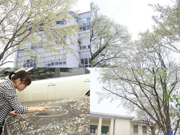 Hà Nội: Giới trẻ rủ nhau đi chụp ảnh mùa hoa sưa nở trắng trời