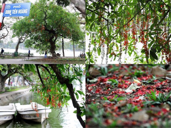 Tháng Tư, lung linh mùa lộc vừng hồ Hoàn Kiếm nở hoa