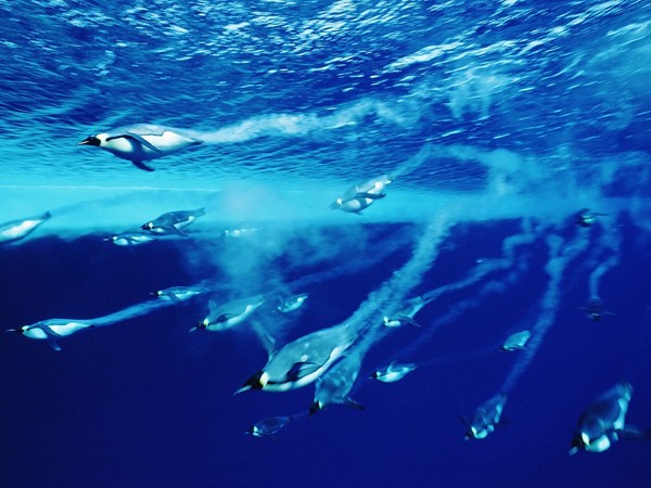 Kỷ lục lặn lâu nhất thế giới của chim cánh cụt ở Nam Cực