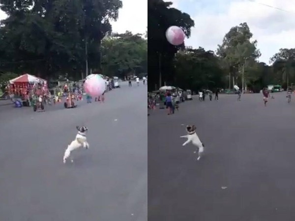 Các "con sen" ơi, ra xem "boss" nhà người ta tâng bóng như vận động viên này!