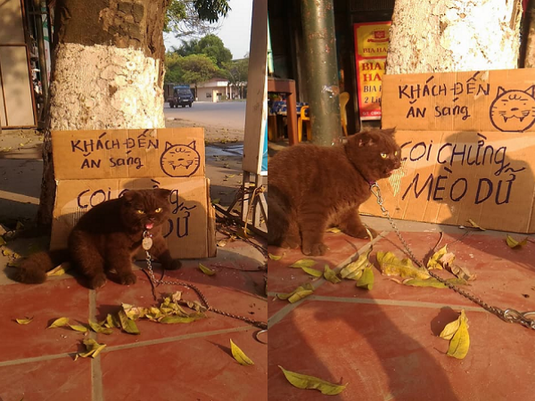 Chú mèo béo múp xích trước cửa và tấm bảng bảo kê "Tao dữ lắm đấy, thiệt đó"