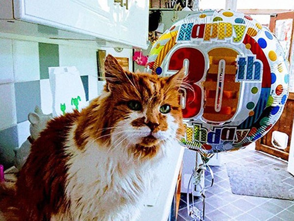 “Cụ” mèo già nhất thế giới mừng sinh nhật năm thứ 30