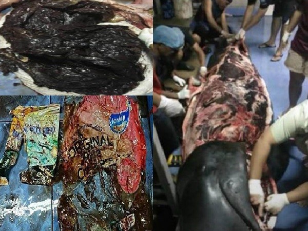 Vụ cá voi chết vì nuốt 8 kg túi nylon ở Thái Lan: Tìm thấy cả bao bì của Việt Nam 