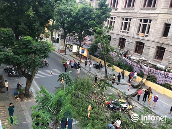 Hà Nội: Cây cổ thụ bất ngờ đổ khiến 5 người đi đường bị thương