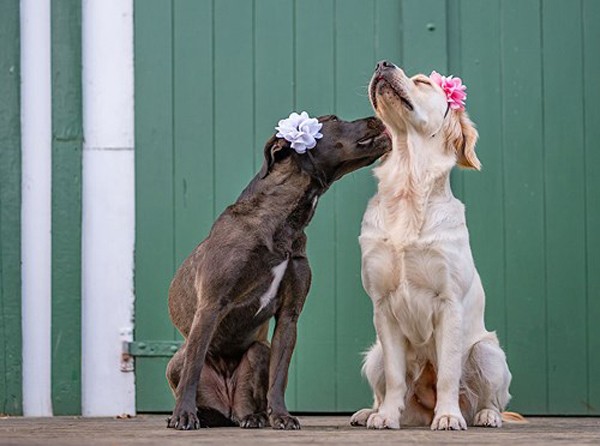 Những hình ảnh cực kỳ dễ thương của các cặp đôi chó trên thế giới