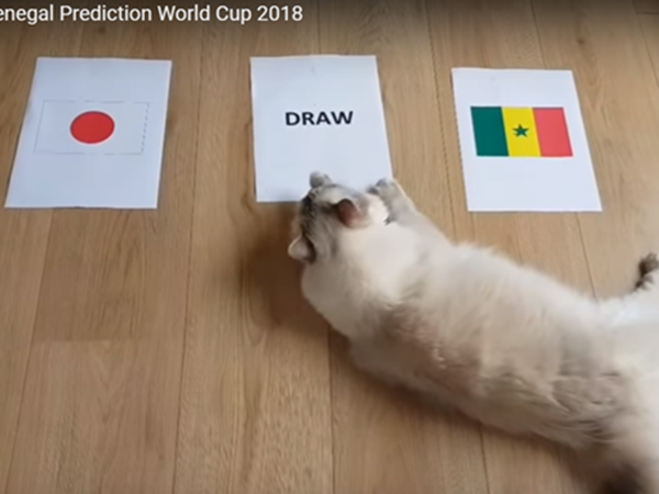 Tiên tri mèo dự đoán Nhật Bản và Senegal bất phân thắng bại