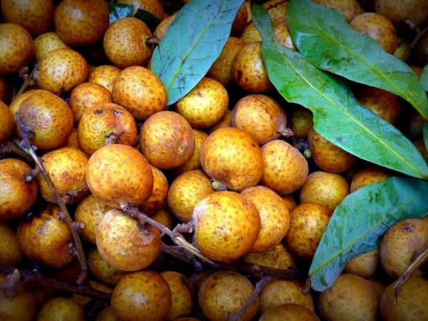 “Những mốc thời gian hạnh phúc”: Vườn nhãn của ngoại