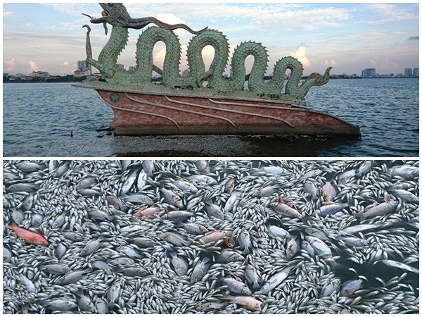 Hà Nội: Lại xuất hiện cá chết hàng loạt ở hồ Tây