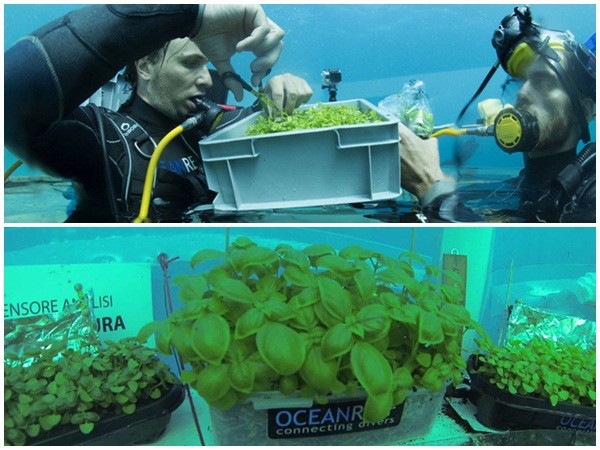 “Khó tin” công nghệ nhà kính trồng rau dưới đáy biển!