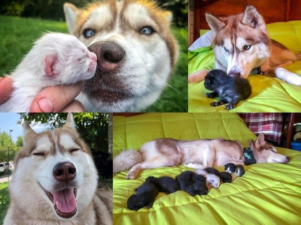 Chú chó Husky tìm được một hộp mèo con bị bỏ rơi và trở thành "mẹ mèo" bất đắc dĩ