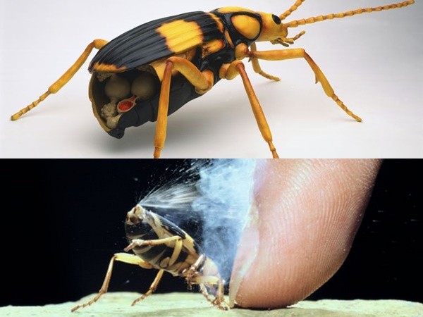 Xem loài côn trùng đặc biệt tấn công kẻ thù lớn gấp nhiều lần bằng cách… “thả bom”