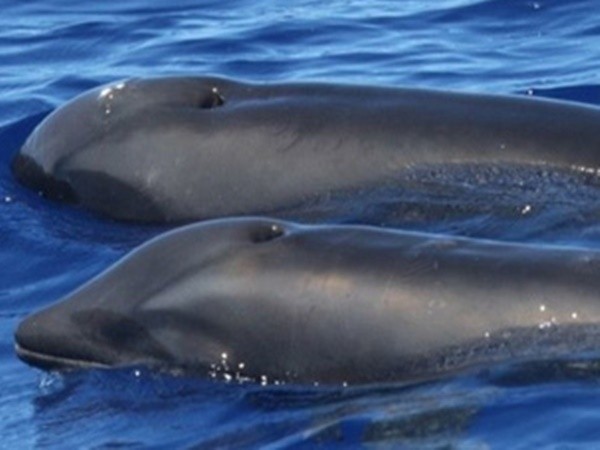 Phát hiện con lai cá heo - cá voi ngoài khơi bờ biển Hawaii