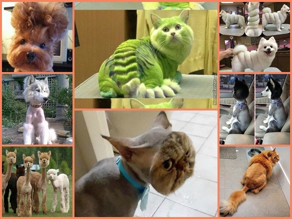 Những hình ảnh hài hước của thú cưng khi lỡ dại để chủ "cắt tóc" cho