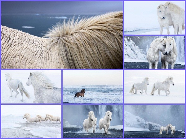 Bộ ảnh siêu thực đẹp mê hồn về những chú ngựa trắng giữa vùng băng giá