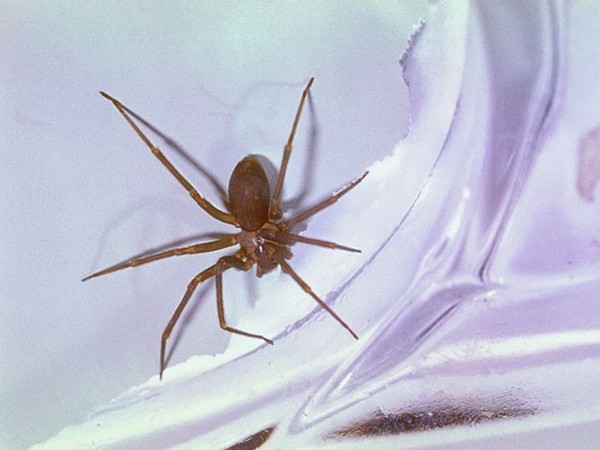 Bạn sợ nhện? Những cách này sẽ khiến lũ nhện tránh xa bạn và cuốn gói khỏi nhà bạn!