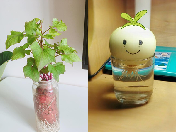 Trào lưu trồng bonsai từ củ quả: Đã trở lại và lợi hại hơn xưa