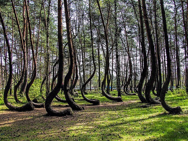 Bí ẩn về khu rừng có hàng trăm gốc cây bị uốn cong một cách khó hiểu