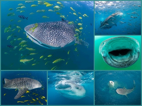 Lặn cùng cá mập voi ở Tây Ấn Độ Dương
