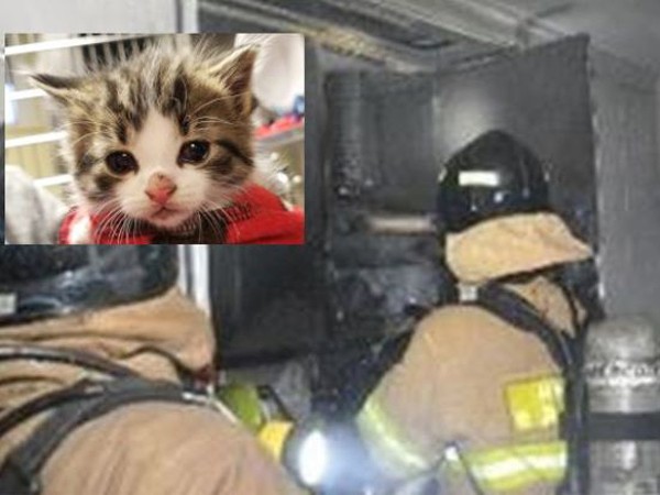 Hàn Quốc: "Siêu mèo phóng hỏa" đốt căn hộ, khiến 22 người phải sơ tán