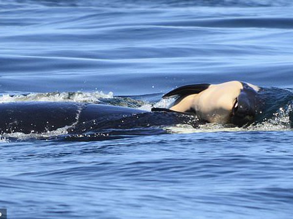 Xúc động câu chuyện cá voi mẹ “để tang” con 17 ngày bơi qua 1.000 dặm biển