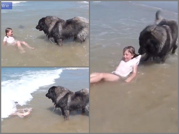 Đi tắm biển nhưng sợ cô chủ bị đuối nước, chú chó cắn áo lôi "xềnh xệch" vào bờ