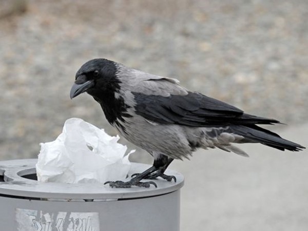 Đố bạn biết, loài chim thông minh nào được huấn luyện để… nhặt rác trong công viên?