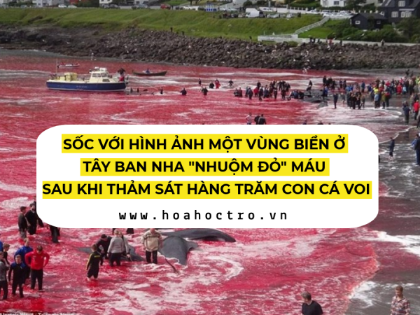 Hình ảnh gây sốc: Hàng trăm con cá voi bị giết, máu nhuộm đỏ cả một vùng biển Đan Mạch