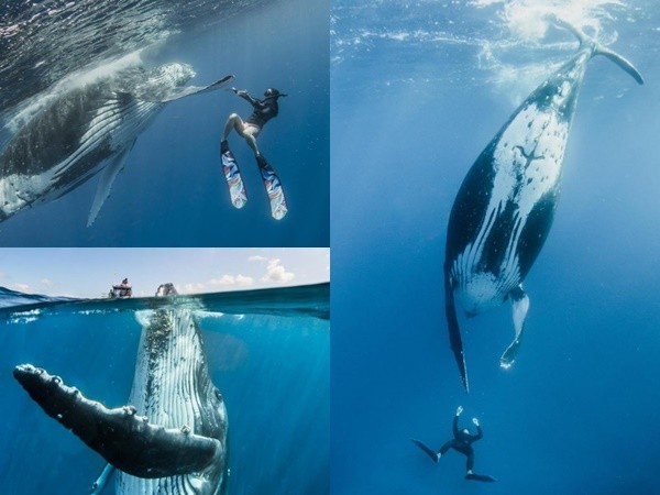 Nghẹt thở khoảnh khắc cá voi 40 tấn đùa giỡn với thợ lặn