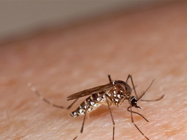 Tại sao người này bị muỗi cắn nhiều hơn người kia?