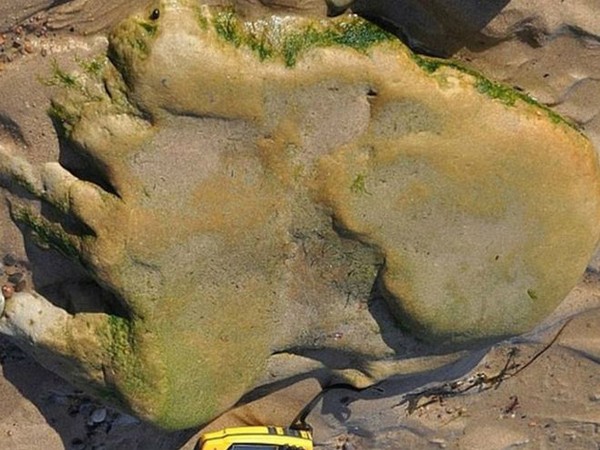 Phát hiện dấu chân khủng long khổng lồ ở Scotland