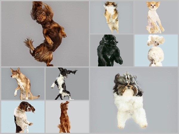 Những bức ảnh siêu hài hước khi “bay” của những chú chó