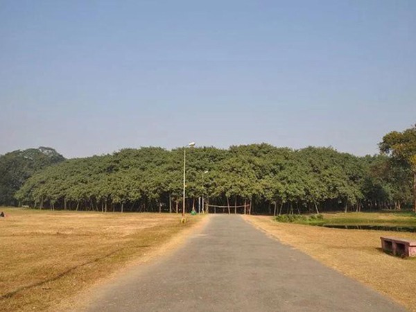 Khám phá cây đa to nhất thế giới có tán rộng hơn 14.400 m2