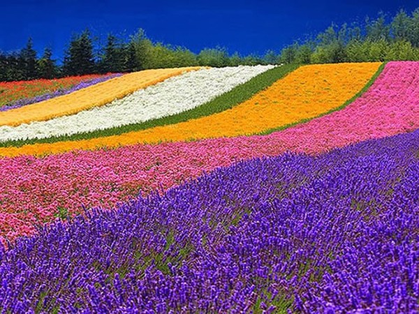 “Lạc trôi” trên những cánh đồng hoa đẹp như trong truyện cổ tích
