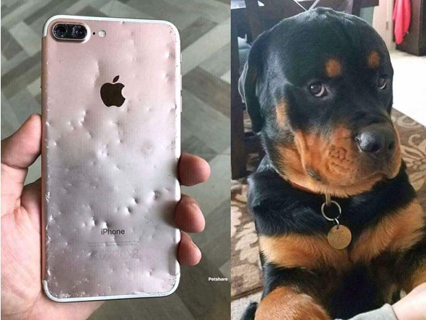 Chết cười với chú chó cắn nát iPhone 8 Plus vẫn trưng ra bộ mặt "tôi đã làm gì sai"