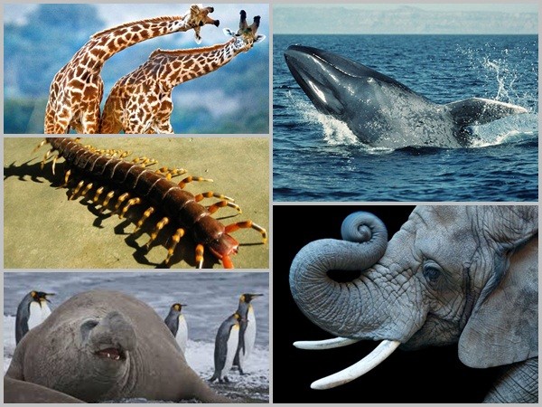Bạn có biết động vật nào lớn nhất thế giới chưa?