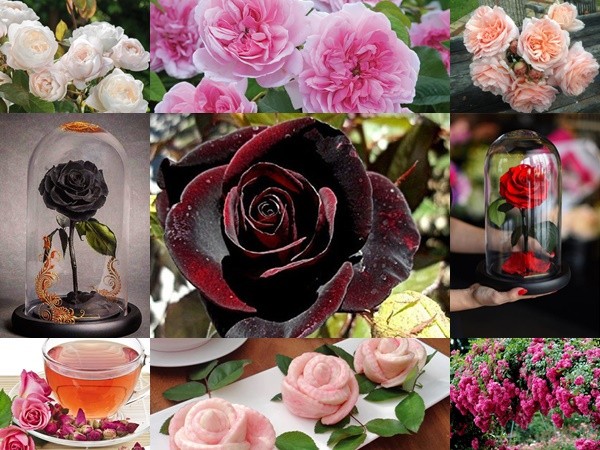 "Mê mẩn" vẻ đẹp của hoa hồng, thế bạn đã biết những điều thú vị về loài hoa này chưa?