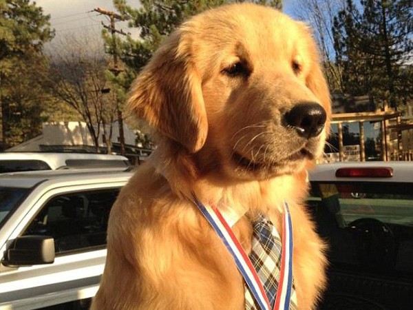 Tin được không, một chú chó vừa được bầu làm thị trưởng của một thị trấn đấy!