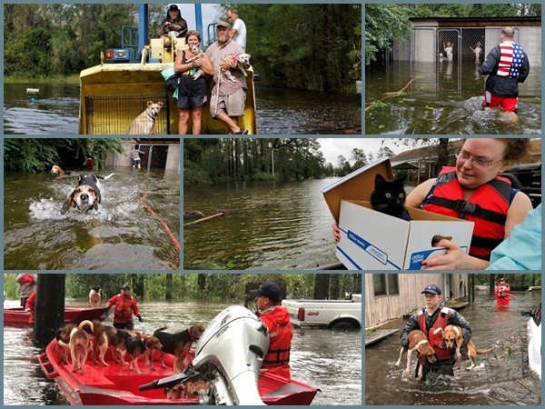 Cảnh giải cứu hàng loạt chó mèo lóp ngóp trong lũ do bão Florence (Mỹ)