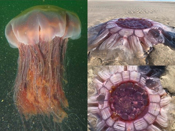 Tranh cãi: Đây là sứa khổng lồ hay sinh vật ngoài hành tinh?
