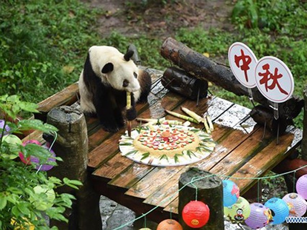 Bánh Trung Thu "đặc biệt" cho chú gấu trúc già nhất thế giới