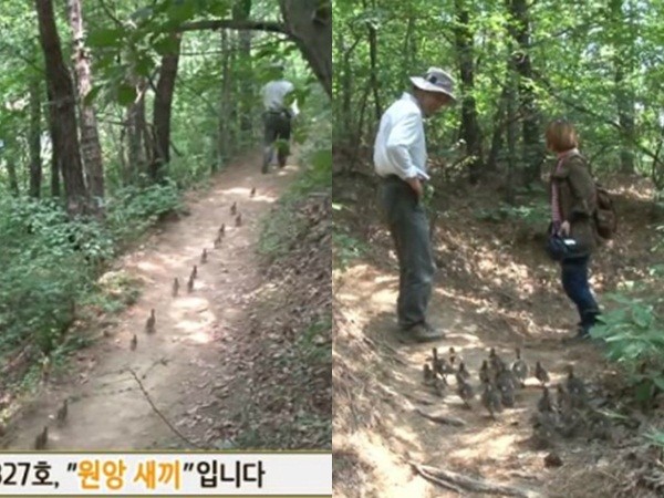 Dân Hàn phát sốt với hình ảnh "'ông bố" và đàn vịt 21 con