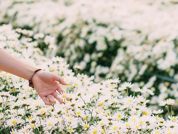 Mùa cúc họa mi "gõ cửa" Hà Nội, rủ hội cạ cứng cùng lên lịch chụp ảnh đi thôi!
