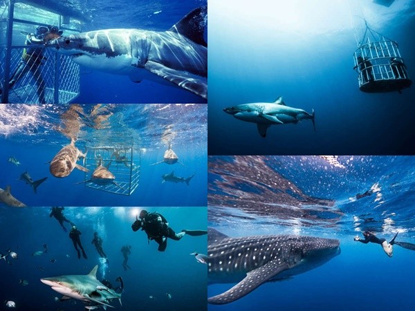 Những nơi cho phép bạn thi gan bơi cùng cá mập