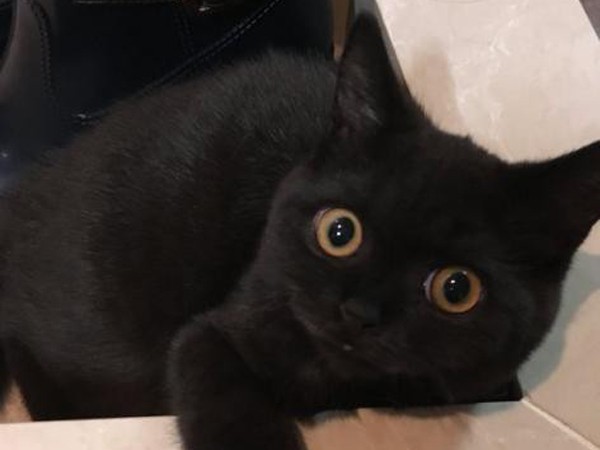 Chú mèo nổi tiếng mạng xã hội vì có đôi mắt to tròn ngây thơ "không chịu nổi"