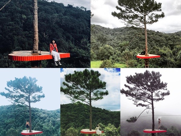 Dân du lịch háo hức “check-in” cây thông sống ảo độc nhất vô nhị ở Đà Lạt