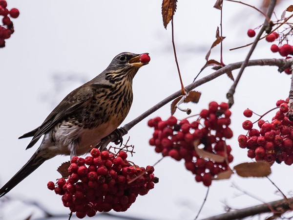 Chuyện vui tại Mỹ: Hàng loạt chim say xỉn phá phách khắp thị trấn ở Minnesota