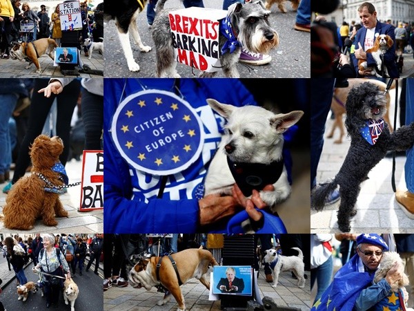 1000 chú chó biểu tình phản đối Brexit ở Anh