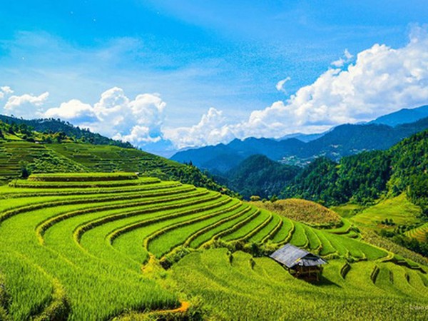 Ngắm đồi mâm xôi đẹp nổi tiếng trong mùa vàng Mù Cang Chải