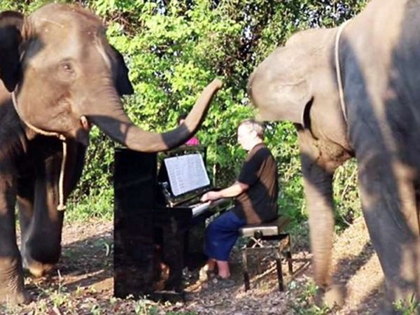 Nghệ sĩ dương cầm khiến những chú voi phấn khích với âm nhạc